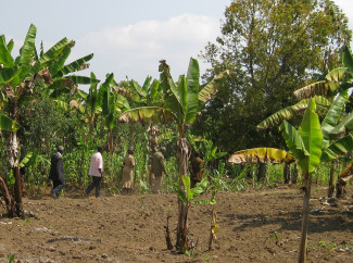 Feld bei Mwakaleli